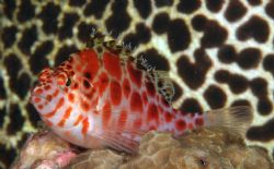 Hawk Moray: Roonies Reef at 30m Sodwana. Hawkfish with mo... by Clive Ferreira 